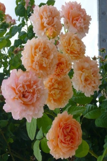 Троянда плетиста Полька – ніжні персикові бутони.